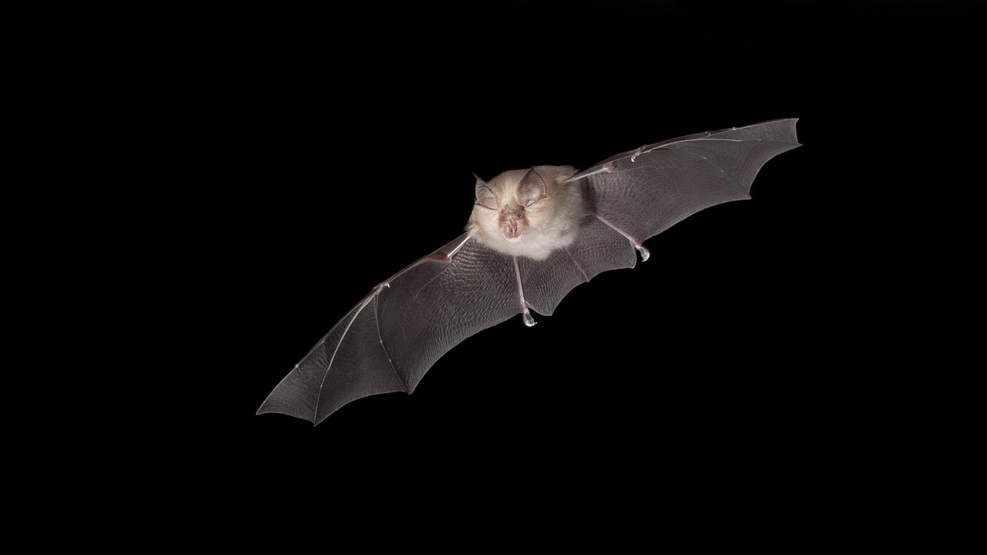 Eine Hufeisenfledermaus im Flug. Eine Hufeisenfledermaus im Flug.
