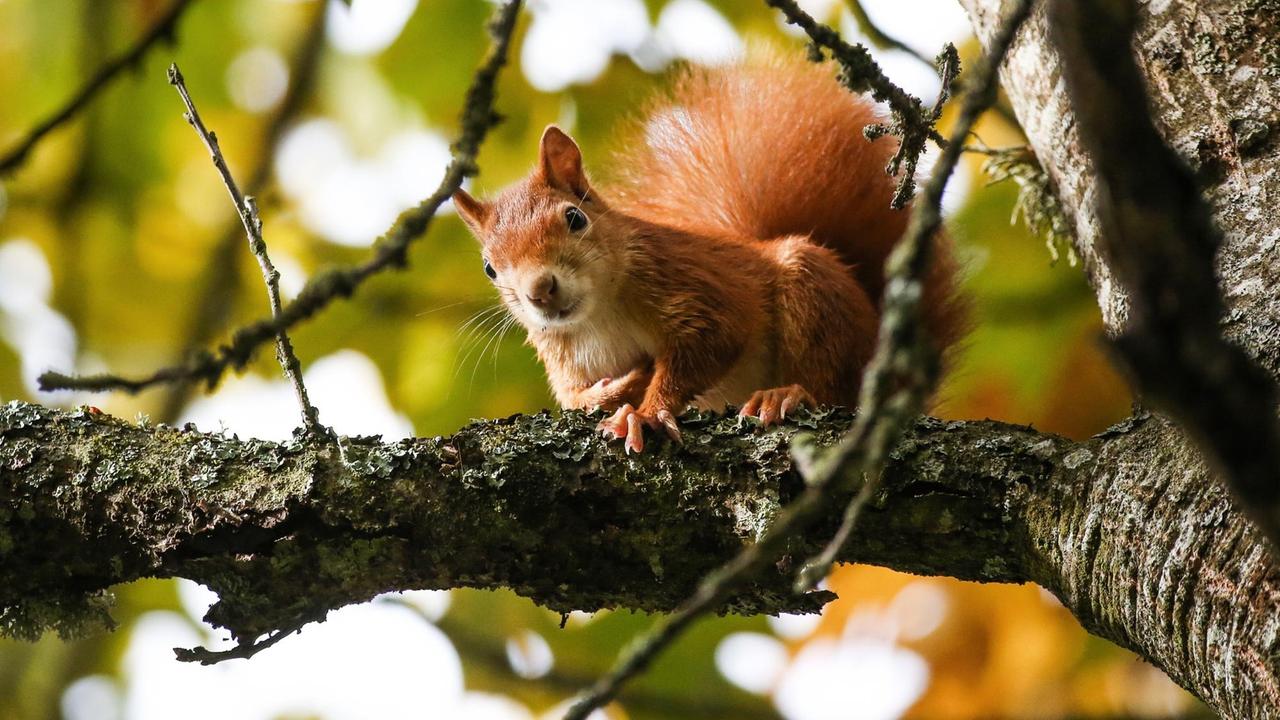 Ein Eichhörnchen sitzt in der Sonne auf einem Ast in einem Baum, dessen Blätter herbstlich gefärbt sind. 