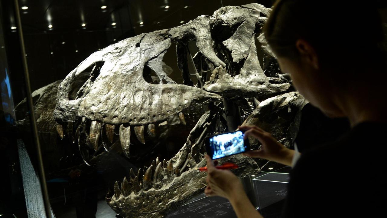 Der Schädel des Tyrannosaurus Rex namens "Tristan Otto" mit seinen spitzen Zähnen im Naturkundemuseum in Berlin ausgestellt.