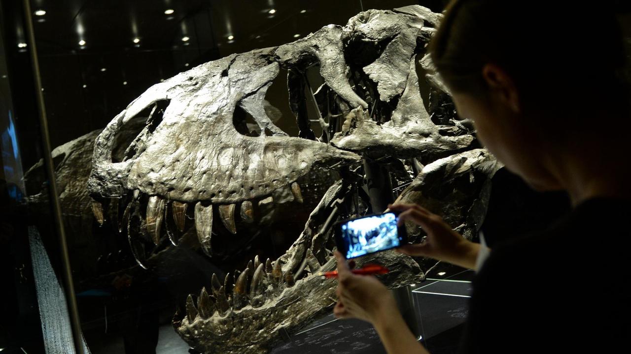 Der Schädel des Tyrannosaurus Rex namens "Tristan Otto" mit seinen spitzen Zähnen im Naturkundemuseum in Berlin ausgestellt. Der Schädel des Tyrannosaurus Rex namens "Tristan Otto" mit seinen spitzen Zähnen im Naturkundemuseum in Berlin ausgestellt.