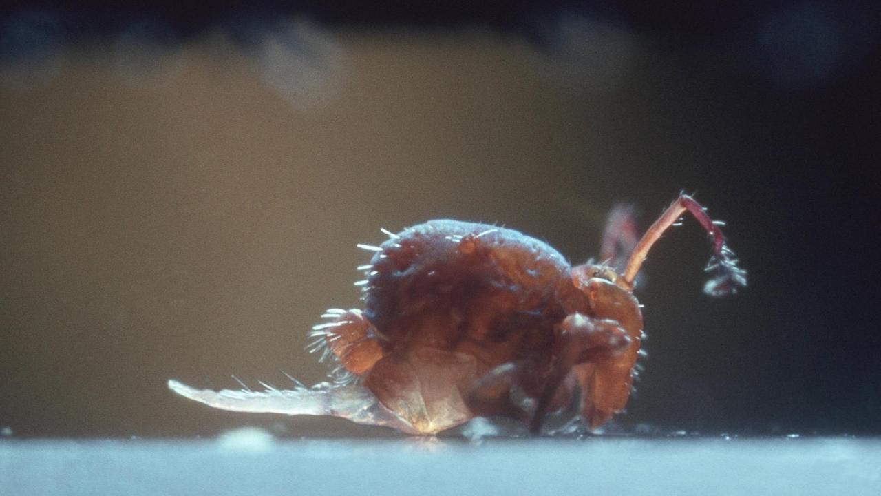 Springschwanz (Collembola) Springschwanz (Collembola)