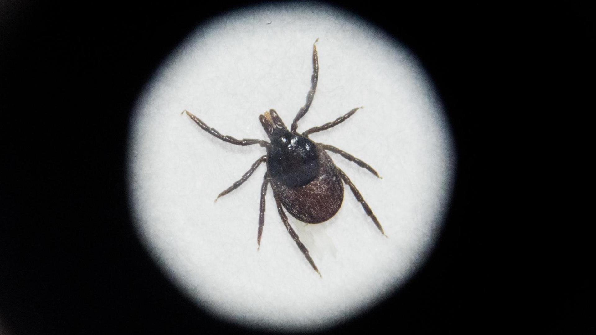 14.02.2019, Niedersachsen, Hannover: Eine tote Zecke liegt unter einem Mikroskop im niedersächsischen Landesgesundheitsamt. 14.02.2019, Niedersachsen, Hannover: Eine tote Zecke liegt unter einem Mikroskop im niedersächsischen Landesgesundheitsamt.