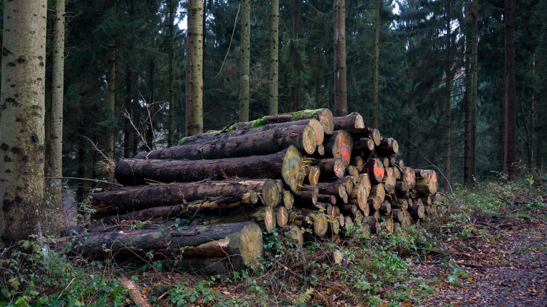 Baumstämme lagern an einem Waldweg Baumstämme lagern an einem Waldweg