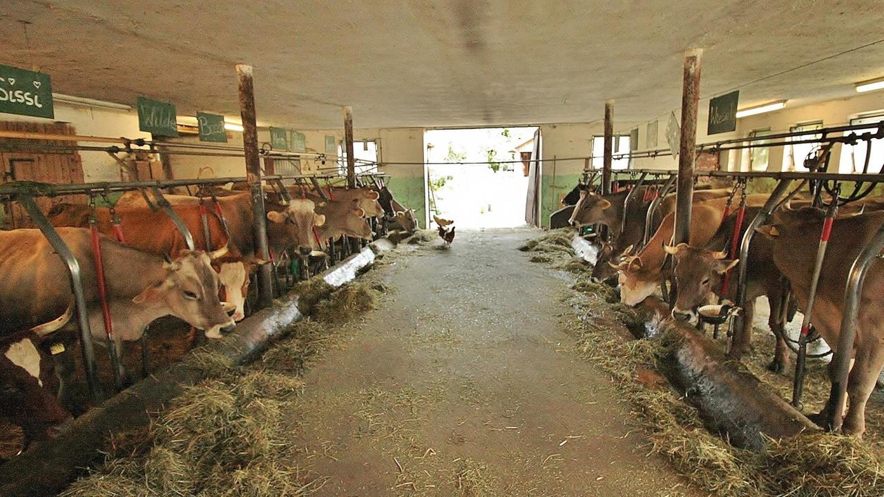 Heufütterung Hauber-Hof Missen-Wilhams Heufütterung Hauber-Hof Missen-Wilhams
