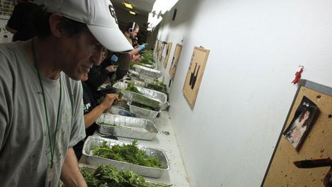 Arbeiter in Colorado sortieren Marihuana