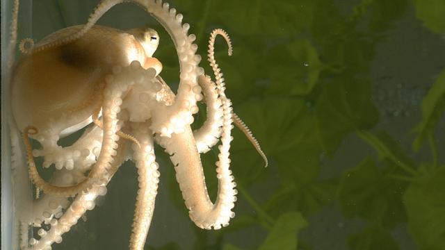 An einer Aquarienwand hält sich ein Kalifornischer Zweifleck-Oktopus (Octopus bimaculoides) fest.