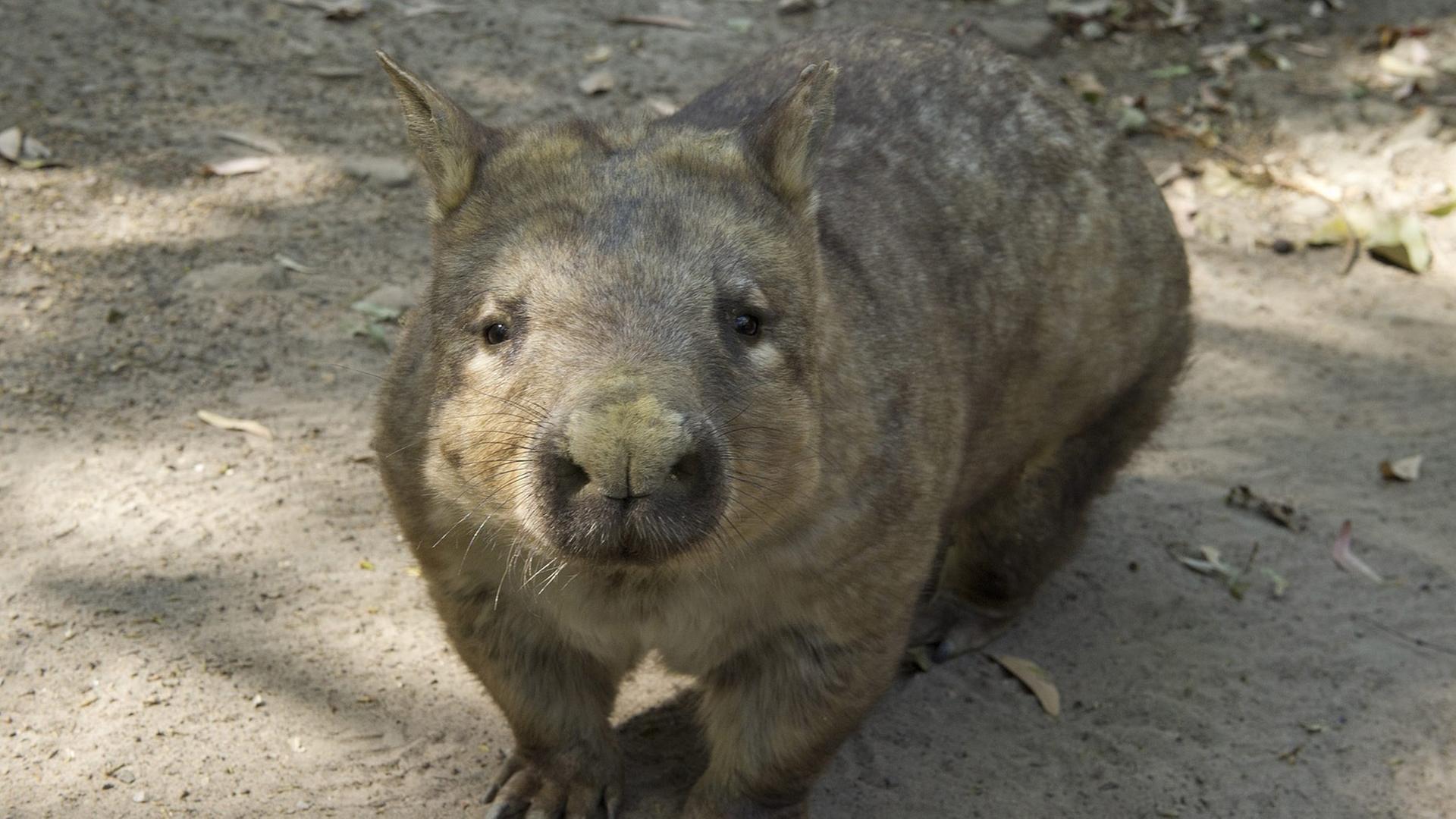 Sieht doch ganz schön süß aus - ein Wombat aus Australien. Sieht doch ganz schön süß aus - ein Wombat aus Australien.