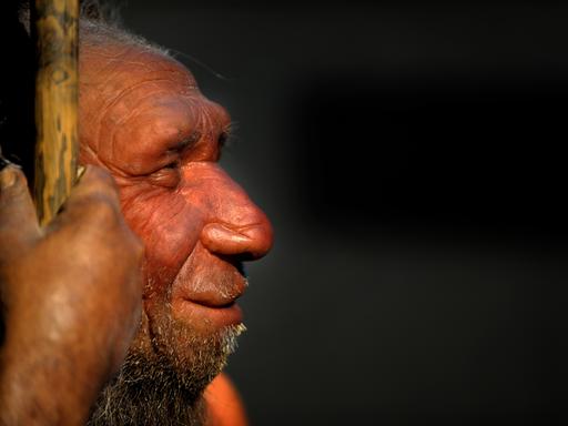 Die Nachbildung eines älteren Neandertalers im Neandertal-Museum in Mettmann.