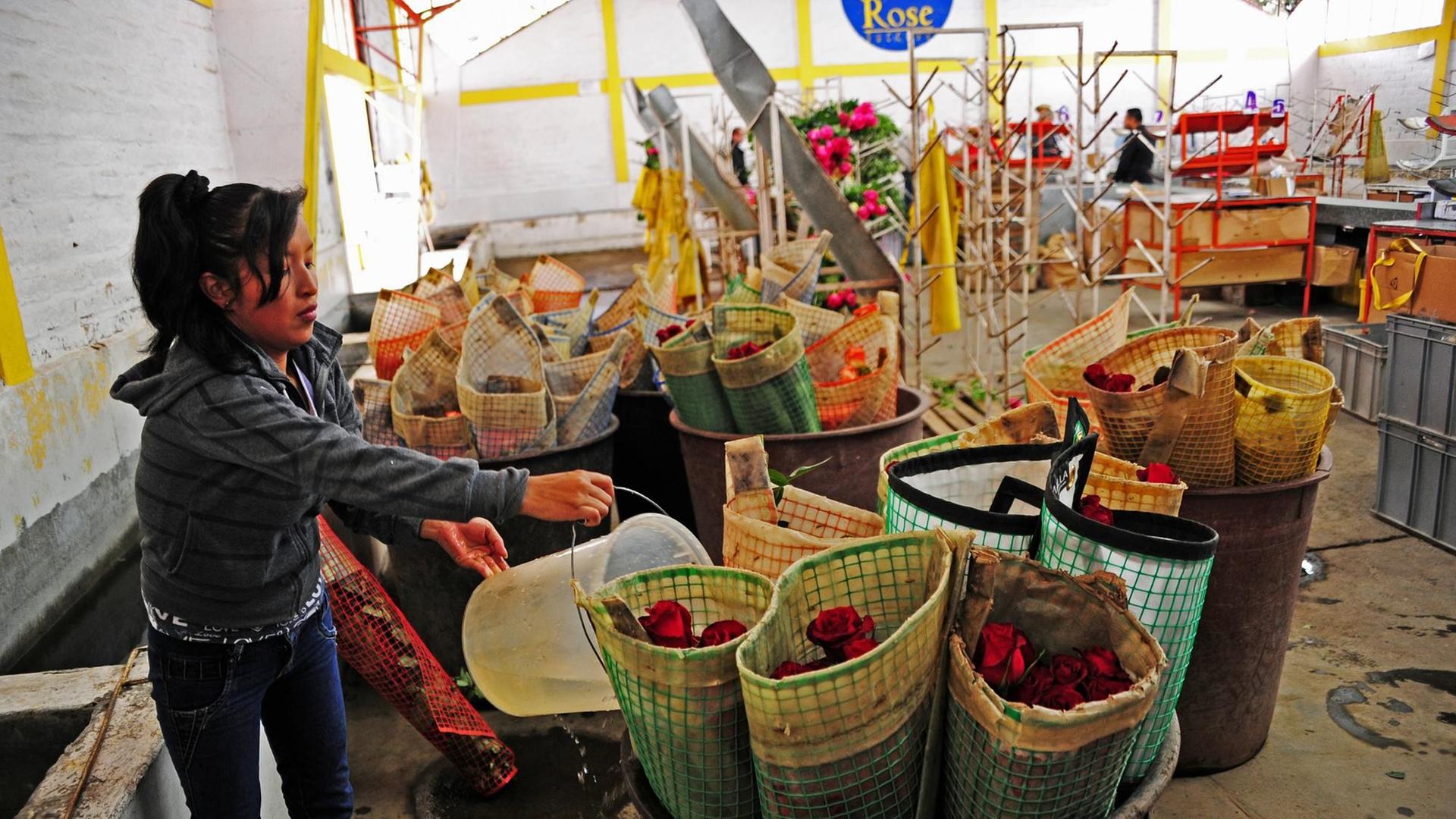 In der Rosenzuchtplantage "Rose Success" im Andenhochland im Norden Ecuadors wachsen verschiedene Rosensorten ganzjährig unter Folienzelten wegen des ausgeglichenen Klimas in Äquatornähe - die geschnittenen Rosen werden frisch gewässert, aufgenommen am 15.10.2016. In der Rosenzuchtplantage "Rose Success" im Andenhochland im Norden Ecuadors wachsen verschiedene Rosensorten ganzjährig unter Folienzelten wegen des ausgeglichenen Klimas in Äquatornähe - die geschnittenen Rosen werden frisch gewässert, aufgenommen am 15.10.2016.