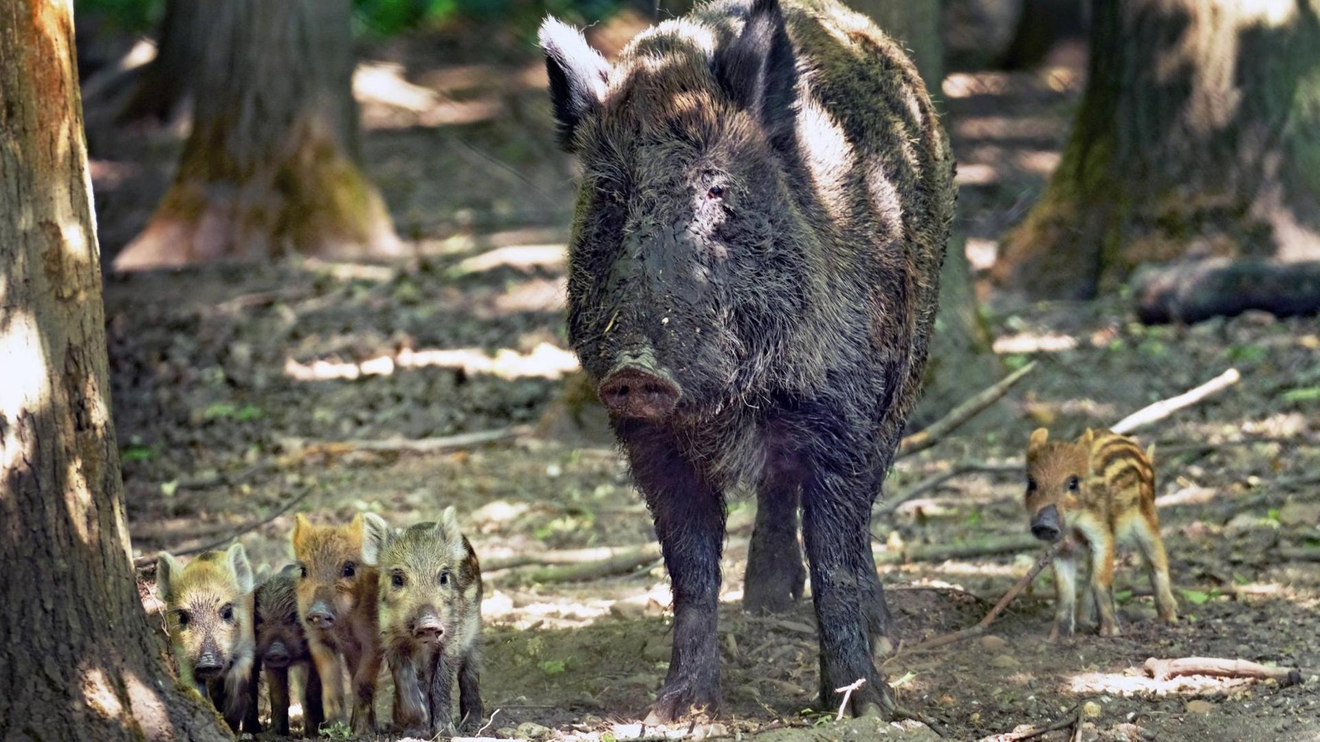 Wildschweine im Wald Wildschweine im Wald