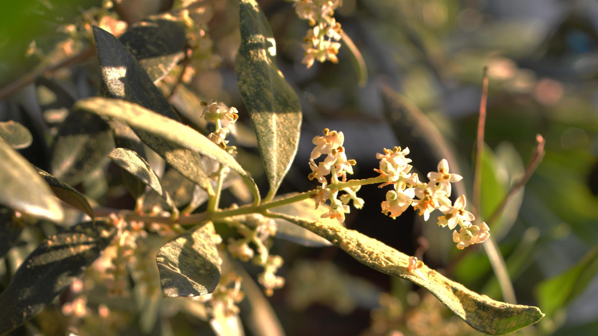 Nahaufnahme von einem blühenden Olivenzweig