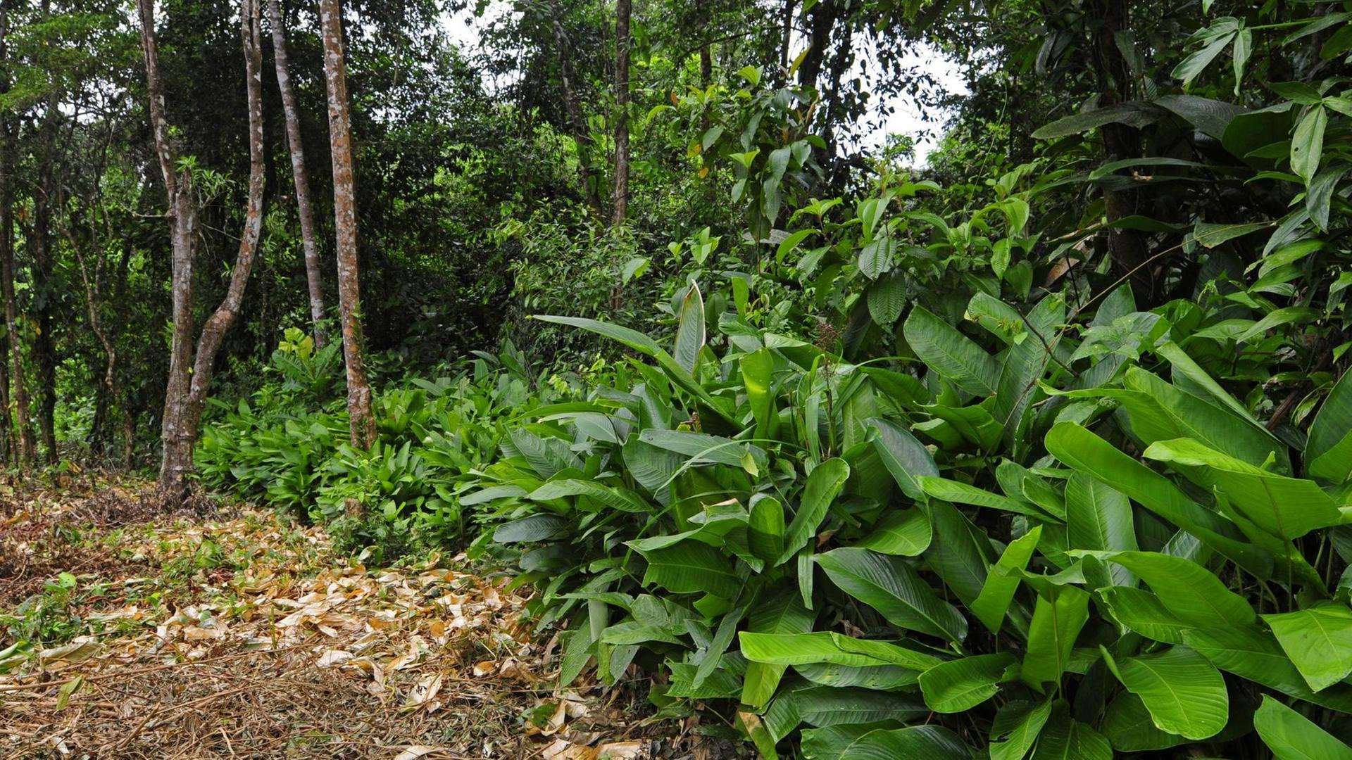 Sekundärwald am Rande des tropischen Regenwaldes in Honduras im Biosphärenreservat Las Marias.
