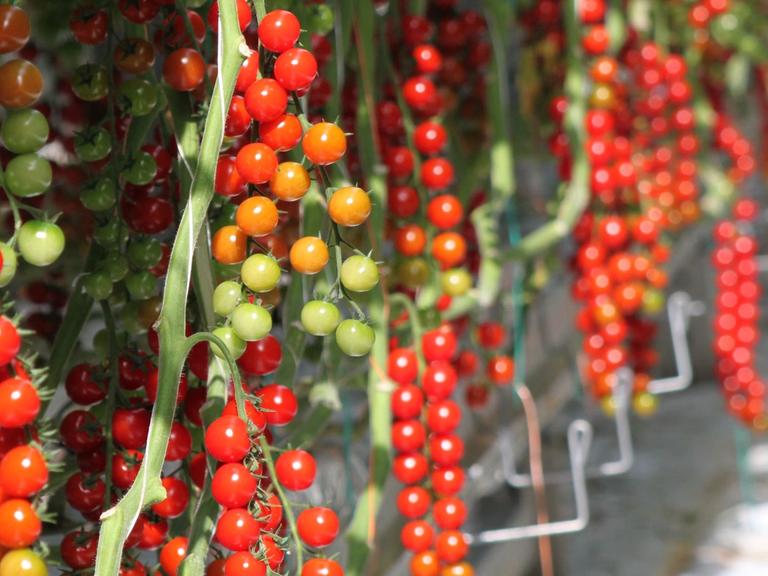 Tomatenpflanzen im Gewächshaus im thüringischen Schkölen