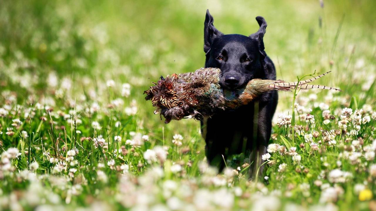 Ein Hund mit einem Fasan in der Schnauze
Ein Hund mit einem Fasan in der Schnauze