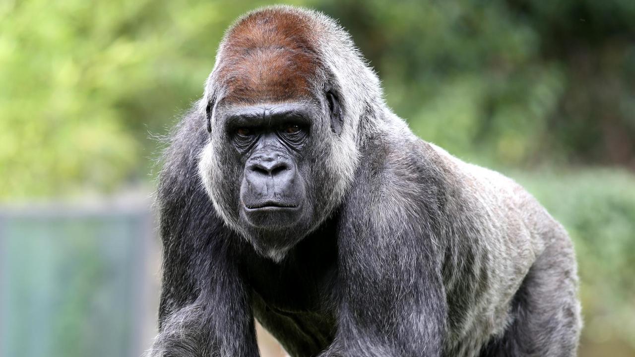 Ein westlicher Flachlandgorilla posiert im Sonnenschein im Zoo Berlin. Ein westlicher Flachlandgorilla posiert im Sonnenschein im Zoo Berlin.