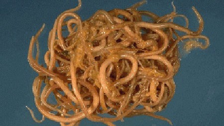 Wurmparasiten auf grünem Hintergrund Wurmparasiten auf grünem Hintergrund