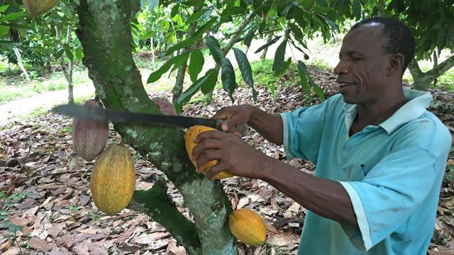 Ein ivorischer Bauer schneidet eine Kakaofrucht vom Baum