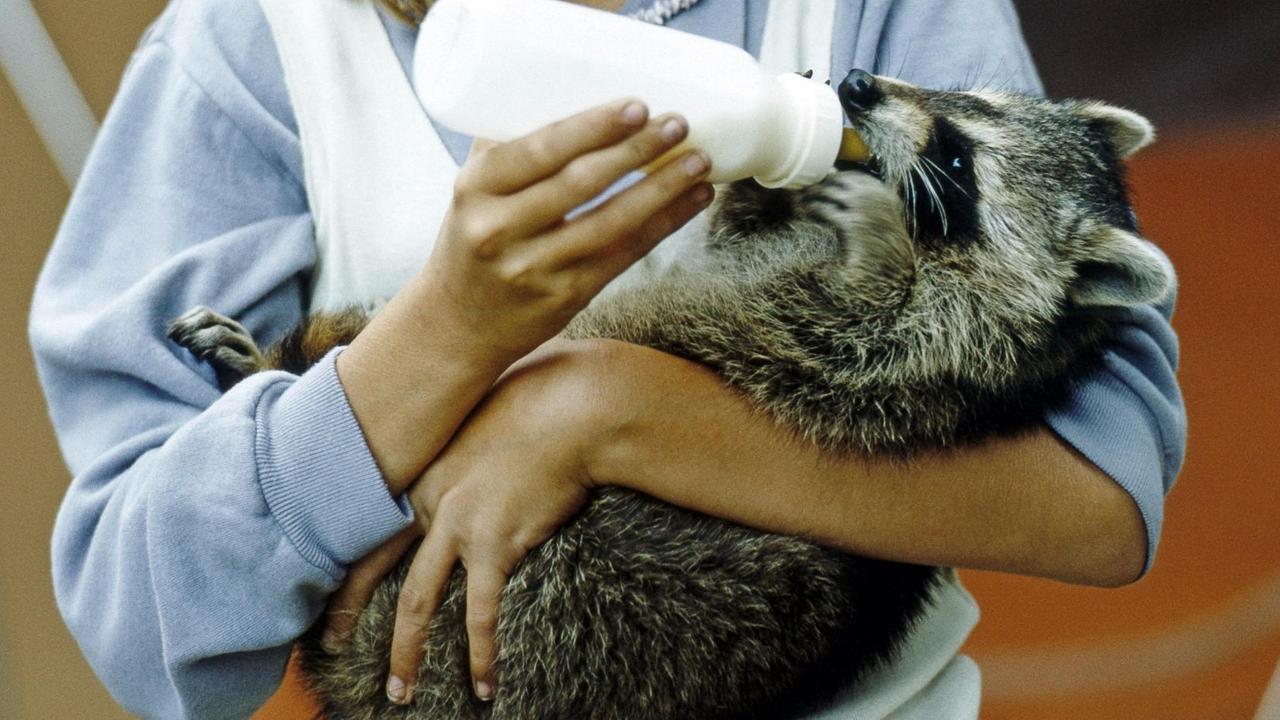 Junges Mädchen reicht einem zahmen Waschbärkind die Flasche. Junges Mädchen reicht einem zahmen Waschbärkind die Flasche.