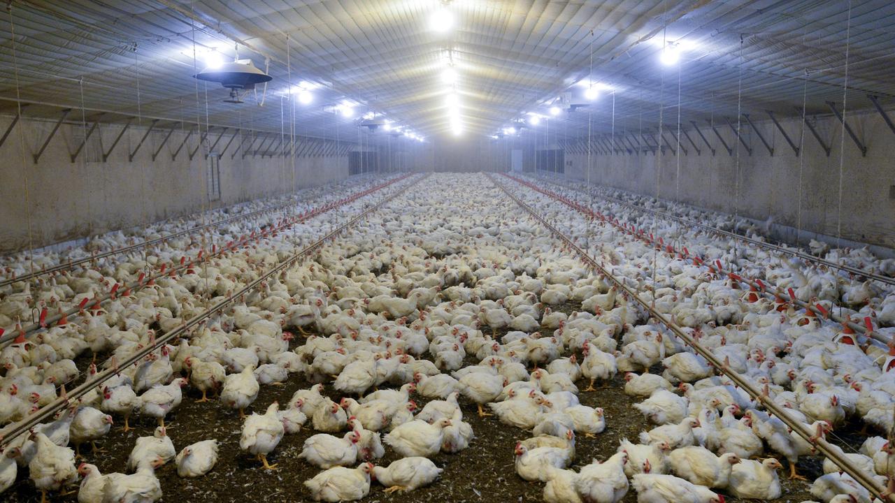 Hühner in einer Halle auf Todd Chapmans Geflügelfarm in Clermont im US-Bundesstaat Georgia