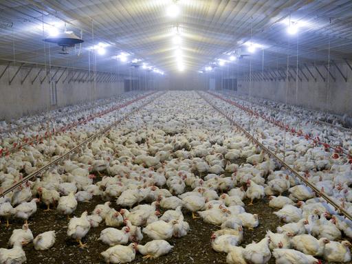 Hühner in einer Halle einer Geflügelfarm in den USA