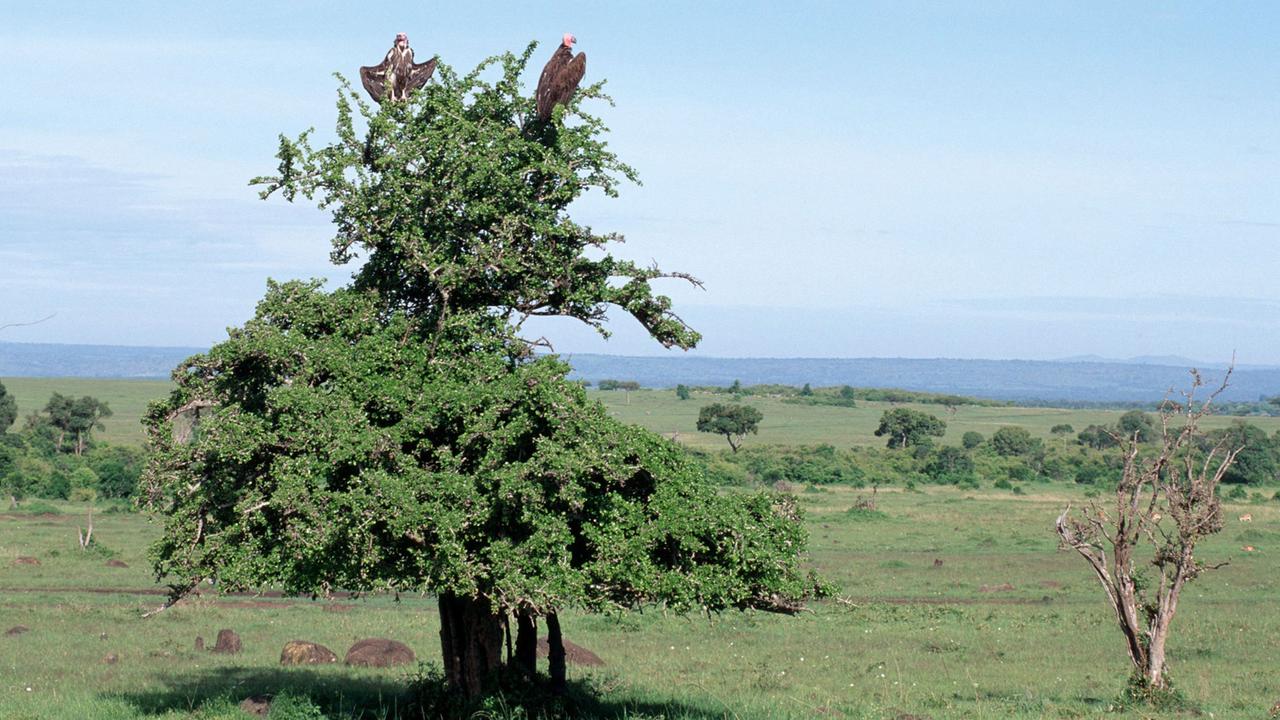 Blick über die Landschaft des Massai Mara Nationalparks in Kenia. Auf einem Baum sitzen zwei Geier und beobachten ihre Umgebung auf der Suche nach Nahrung. Blick über die Landschaft des Massai Mara Nationalparks in Kenia. Auf einem Baum sitzen zwei Geier und beobachten ihre Umgebung auf der Suche nach Nahrung.