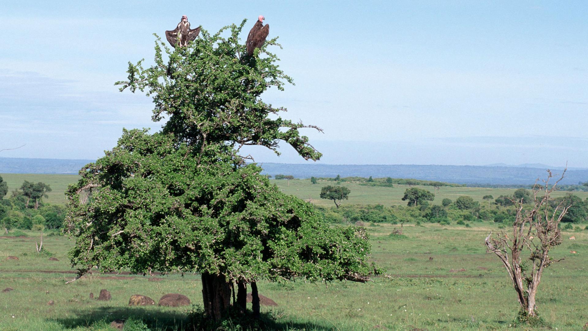 Blick über die Landschaft des Massai Mara Nationalparks in Kenia. Auf einem Baum sitzen zwei Geier und beobachten ihre Umgebung auf der Suche nach Nahrung. Blick über die Landschaft des Massai Mara Nationalparks in Kenia. Auf einem Baum sitzen zwei Geier und beobachten ihre Umgebung auf der Suche nach Nahrung.