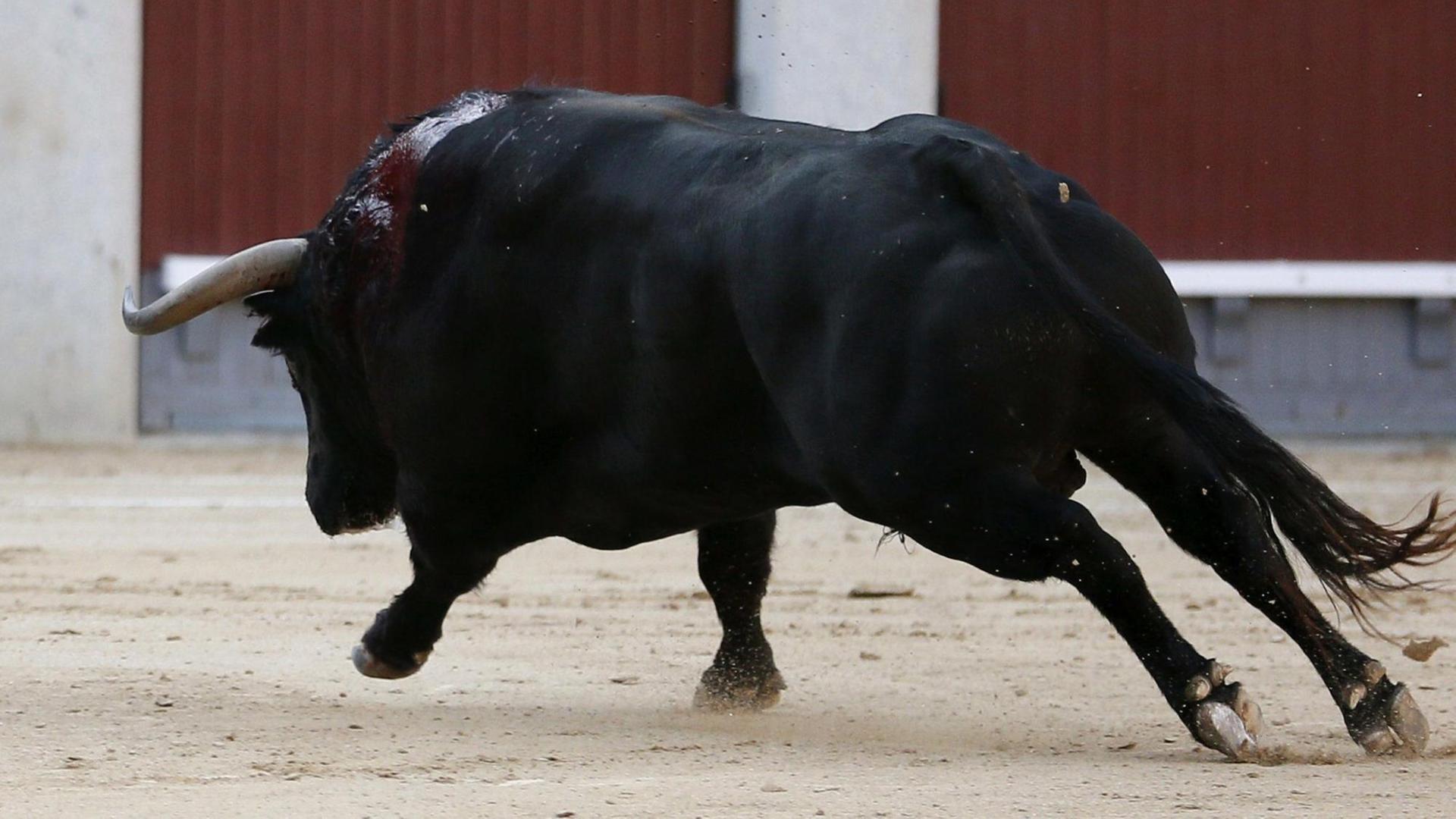 Ein Stier in der Arena Ein Stier in der Arena