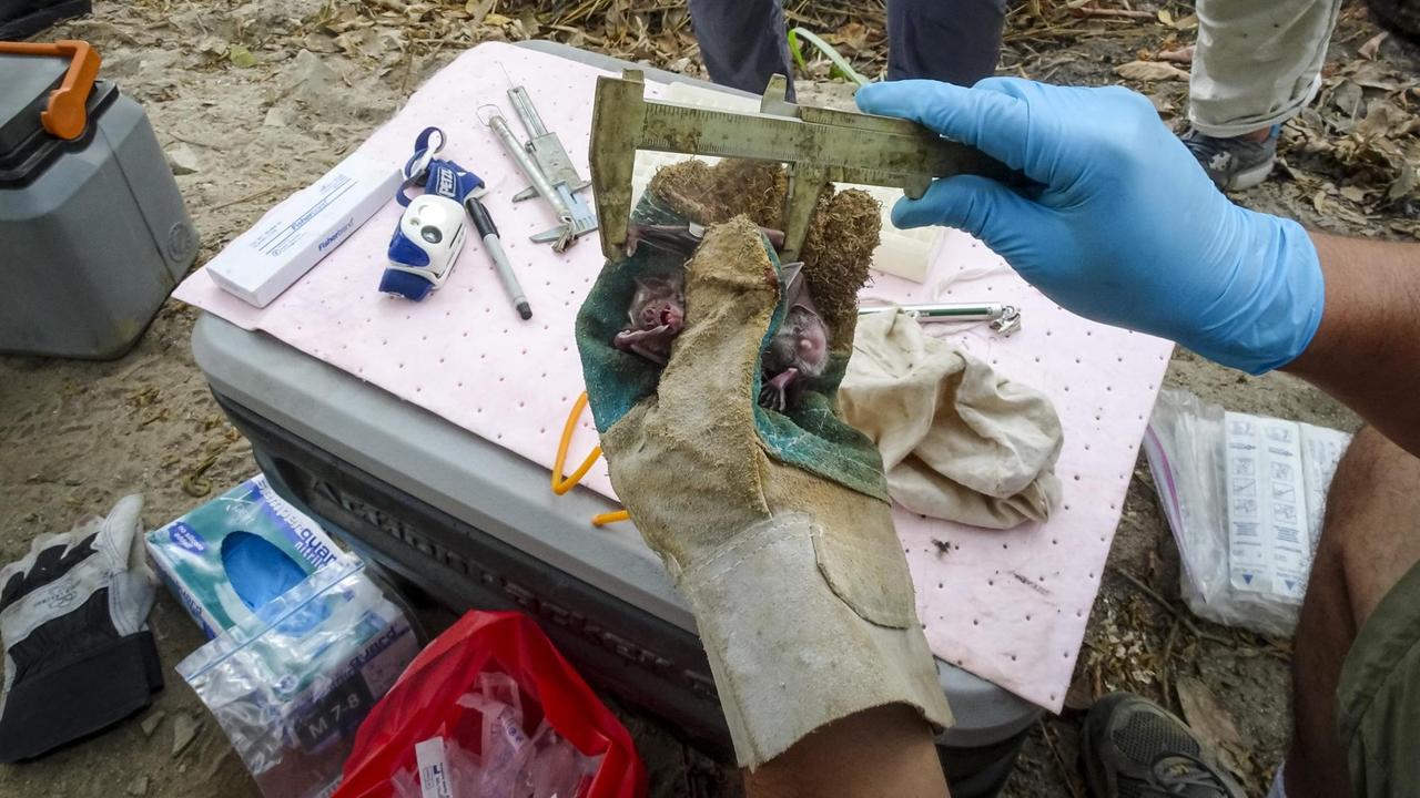 Eine Vampirfledermaus wird mit einer Schiebelehre vermessen Eine Vampirfledermaus wird mit einer Schiebelehre vermessen