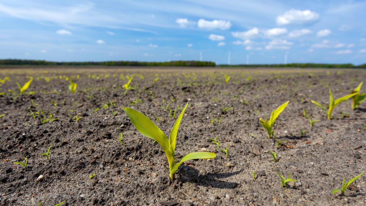 Jungpflanzen auf einem Feld in Brandenburg, aufgenommen im Mai 2019 Jungpflanzen auf einem Feld in Brandenburg, aufgenommen im Mai 2019