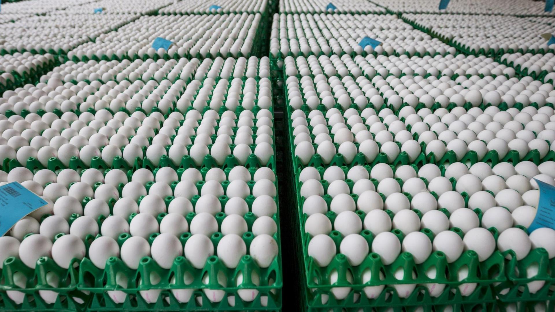 Im Auftrag der niederländischen Lebensmittelkontrollbehörde NVWA werden am 02.08.2017 rund eine Million Eier aus einer Geflügelfarm in Onstwedde (Niederlande) zerstört, weil sie mit dem Insektizid Fipronil verseucht sind. Im Auftrag der niederländischen Lebensmittelkontrollbehörde NVWA werden am 02.08.2017 rund eine Million Eier aus einer Geflügelfarm in Onstwedde (Niederlande) zerstört, weil sie mit dem Insektizid Fipronil verseucht sind.