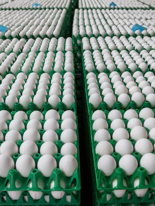 Im Auftrag der niederländischen Lebensmittelkontrollbehörde NVWA werden am 02.08.2017 rund eine Million Eier aus einer Geflügelfarm in Onstwedde (Niederlande) zerstört, weil sie mit dem Insektizid Fipronil verseucht sind.