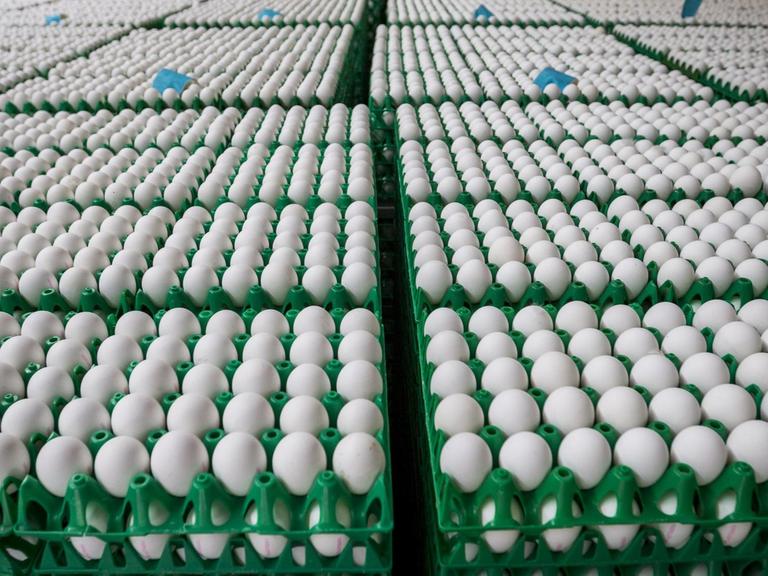 Im Auftrag der niederländischen Lebensmittelkontrollbehörde NVWA werden am 02.08.2017 rund eine Million Eier aus einer Geflügelfarm in Onstwedde (Niederlande) zerstört, weil sie mit dem Insektizid Fipronil verseucht sind.