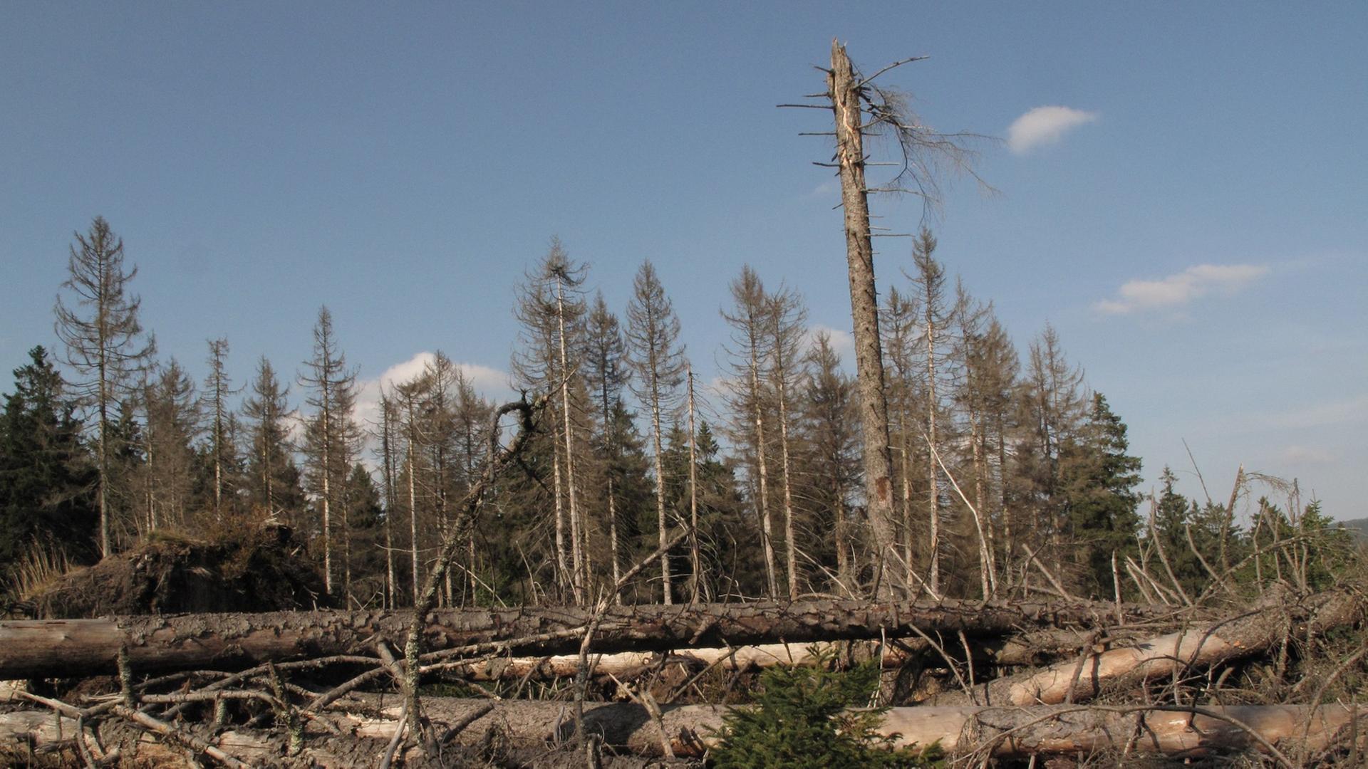 Abgestorbene Fichten im Harz Abgestorbene Fichten im Harz