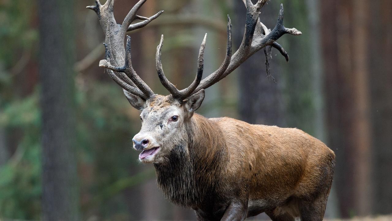 Ein paarungsbereiter Rothirsch (lat. Cervus elaphus) in der Brunft, aufgenommen am 08.10.2013 in einem Gehege im Wildpark Schorfheide in Groß Schönebeck (Brandenburg). Ein paarungsbereiter Rothirsch (lat. Cervus elaphus) in der Brunft, aufgenommen am 08.10.2013 in einem Gehege im Wildpark Schorfheide in Groß Schönebeck (Brandenburg).