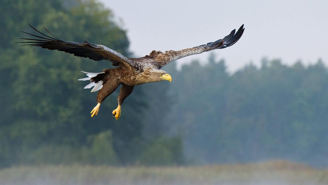 Ein Seeadler (lat. Haliaeetus albicilla) fliegt am 12.10.2012 am Breiten Luzin, einem See im Naturpark "Feldberger Seenlandschaft" in Feldberg (Mecklenburg-Vorpommern). Ein Seeadler (lat. Haliaeetus albicilla) fliegt am 12.10.2012 am Breiten Luzin, einem See im Naturpark "Feldberger Seenlandschaft" in Feldberg (Mecklenburg-Vorpommern).