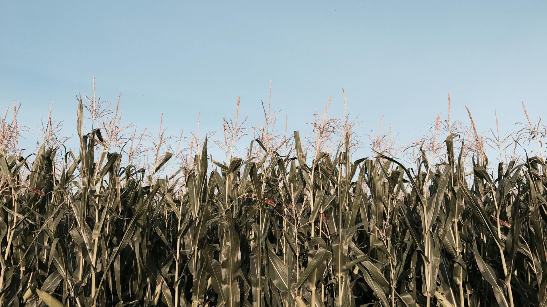 Ein Feld in Nahaufnahme vor blauem Himmel. Ein Feld in Nahaufnahme vor blauem Himmel.