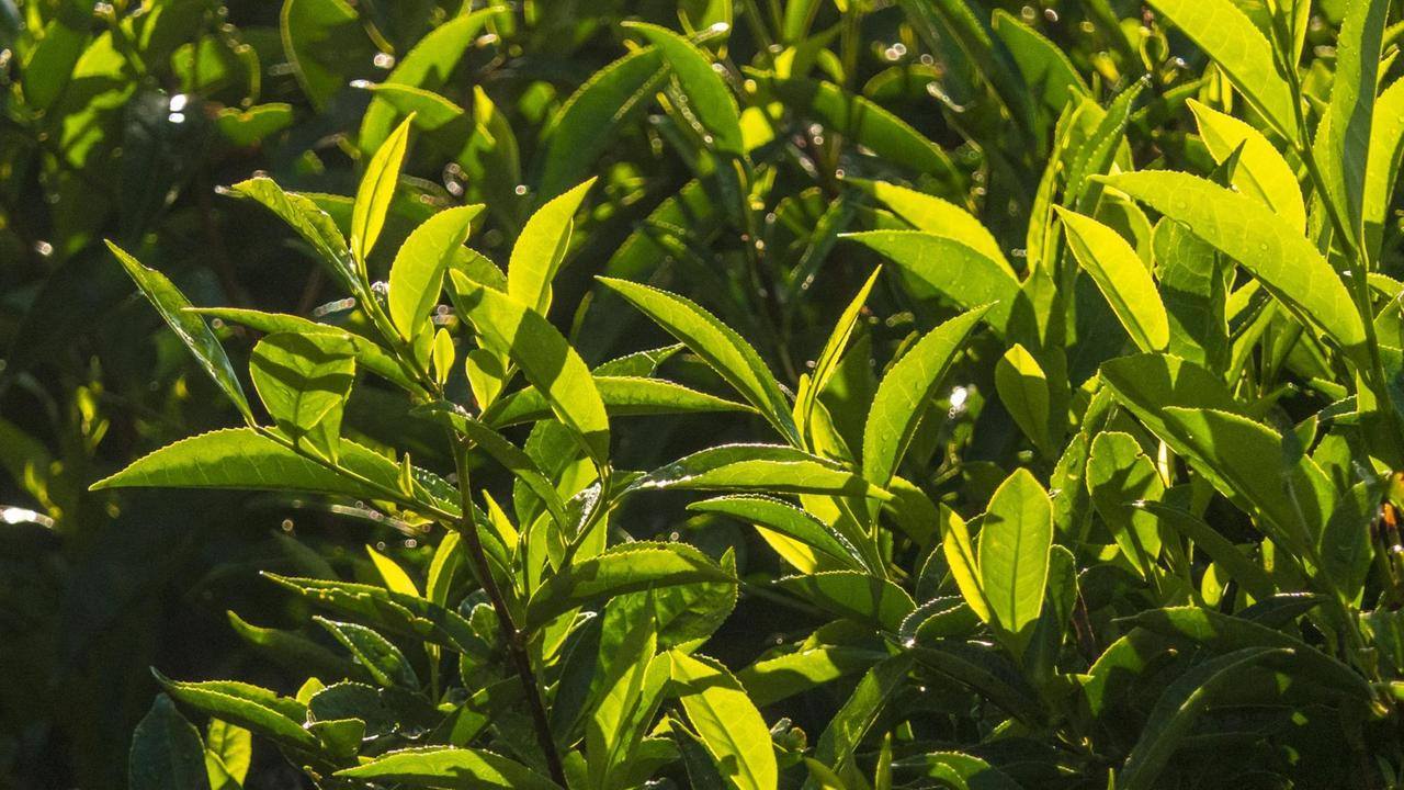 Teepflanzen auf dem Feld einer Plantage