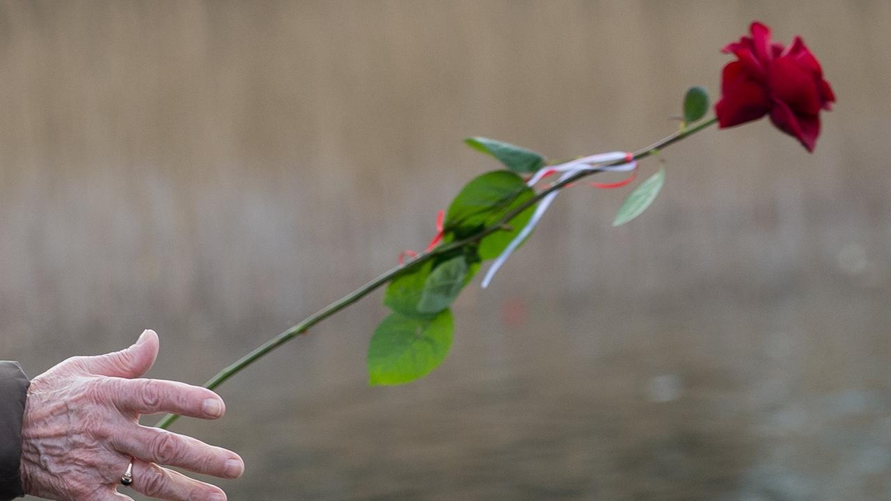 Eine ältere Frau wirft eine Rose zum Gedenken in das Wasser des Schwedtsees am 19.04.2015 in der Mahn- und Gedenkstätte des früheren Konzentrationslagers Ravensbrück bei Fürstenberg (Brandenburg), anlässlich der Gedenkveranstaltung zum 70. Jahrestag der Befreiung des Lagers.