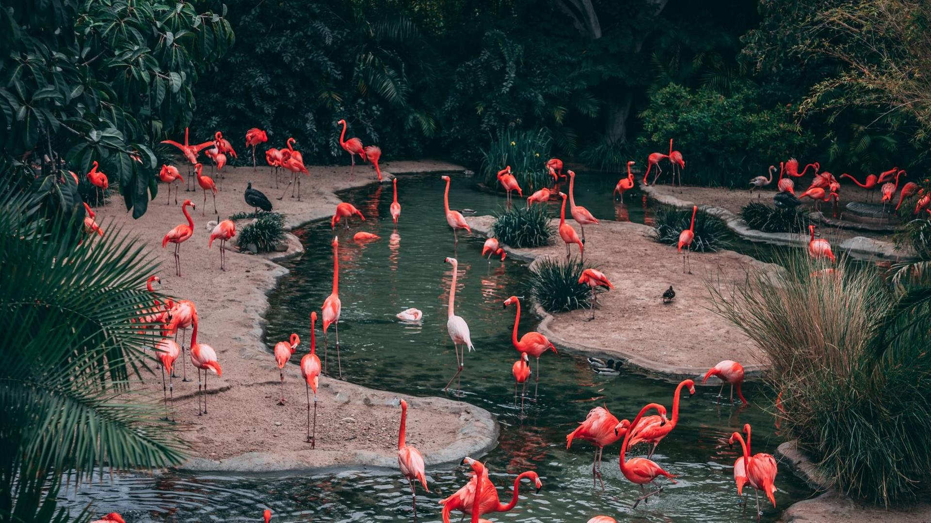 Blick auf Flamingos in einem künstlich angelegten Gehege. Blick auf Flamingos in einem künstlich angelegten Gehege.