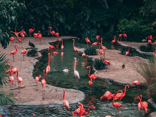 Blick auf Flamingos in einem künstlich angelegten Gehege.