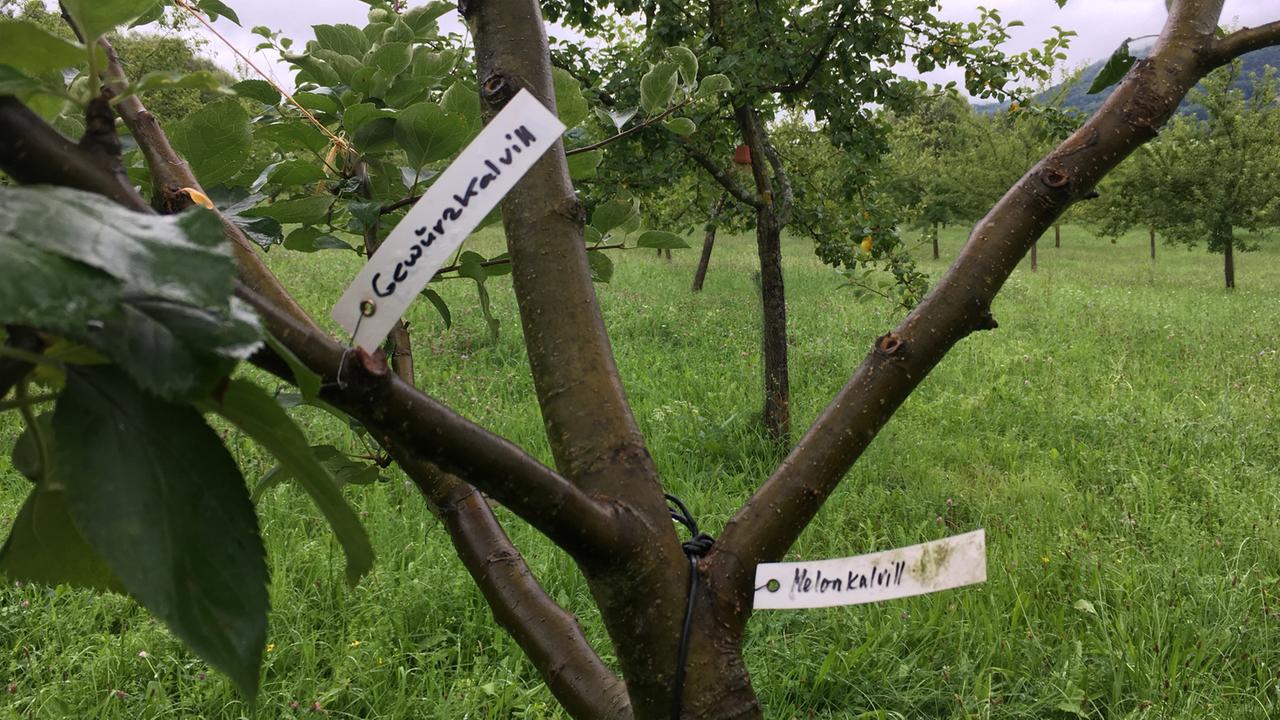 In Supermärkten beschränkt sich die Auswahl meistens auf wenige Sorten - hier nicht. In Supermärkten beschränkt sich die Auswahl meistens auf wenige Sorten - hier nicht.