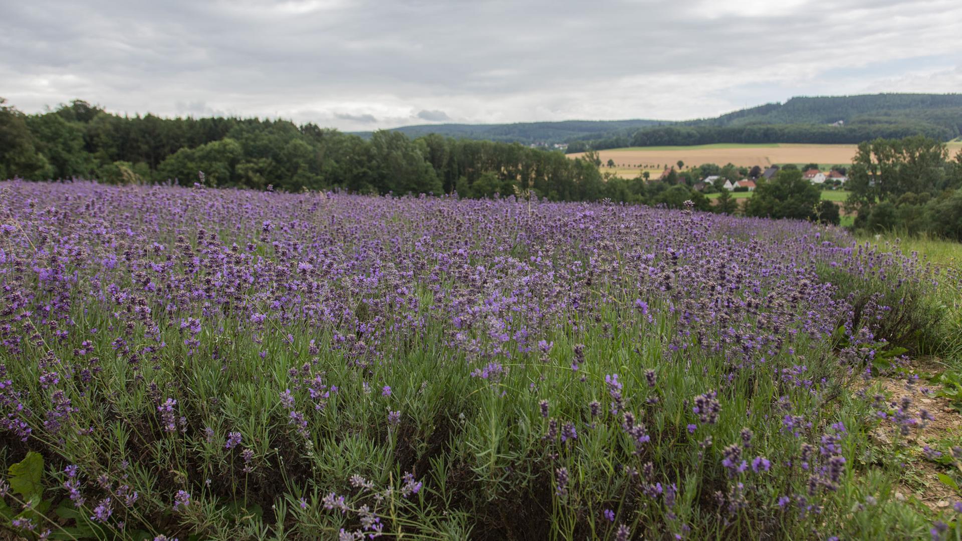 Blick über ein Lavendelfeld im lippischen Hügelland