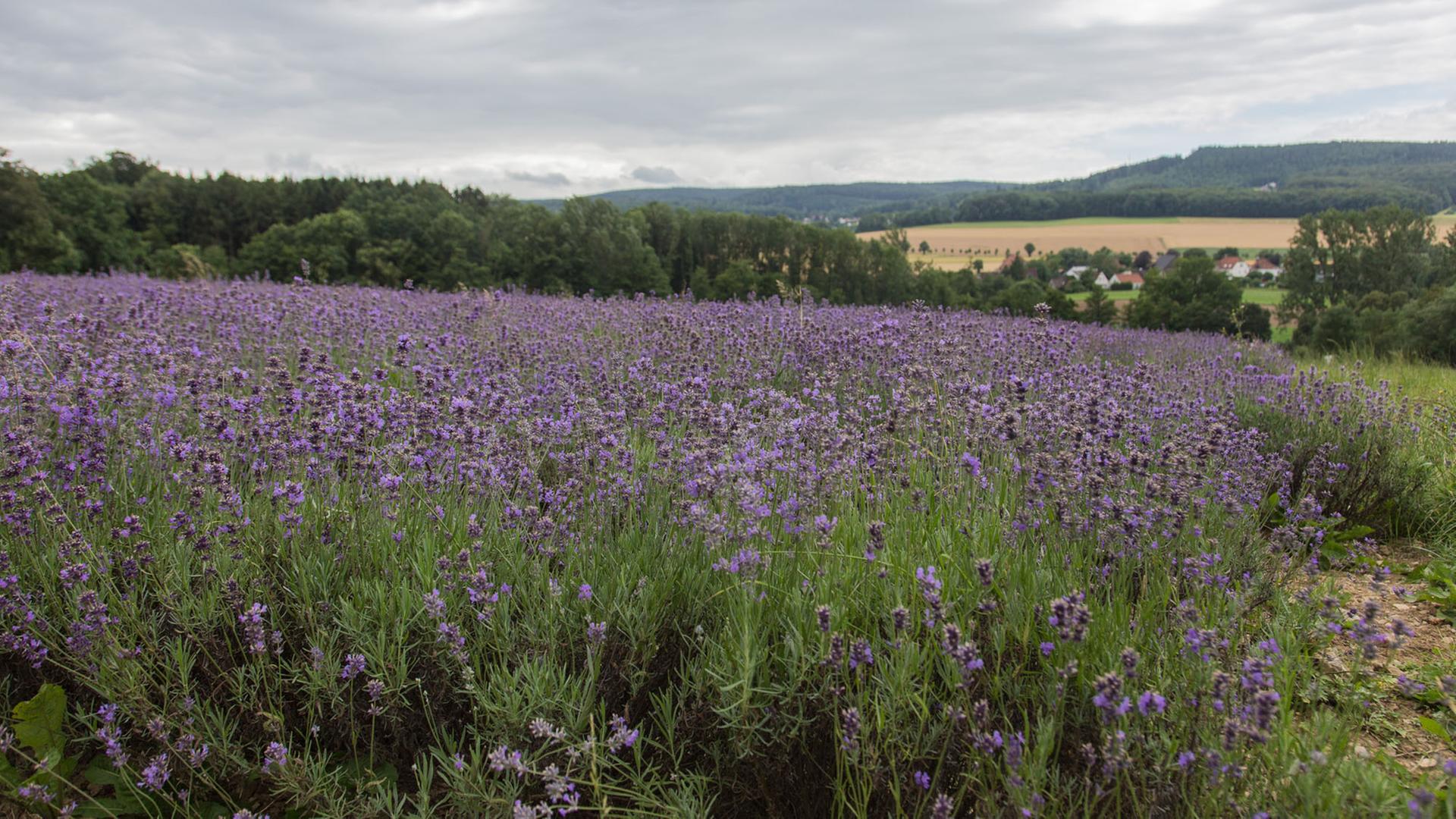 Blick über ein Lavendelfeld im lippischen Hügelland Blick über ein Lavendelfeld im lippischen Hügelland