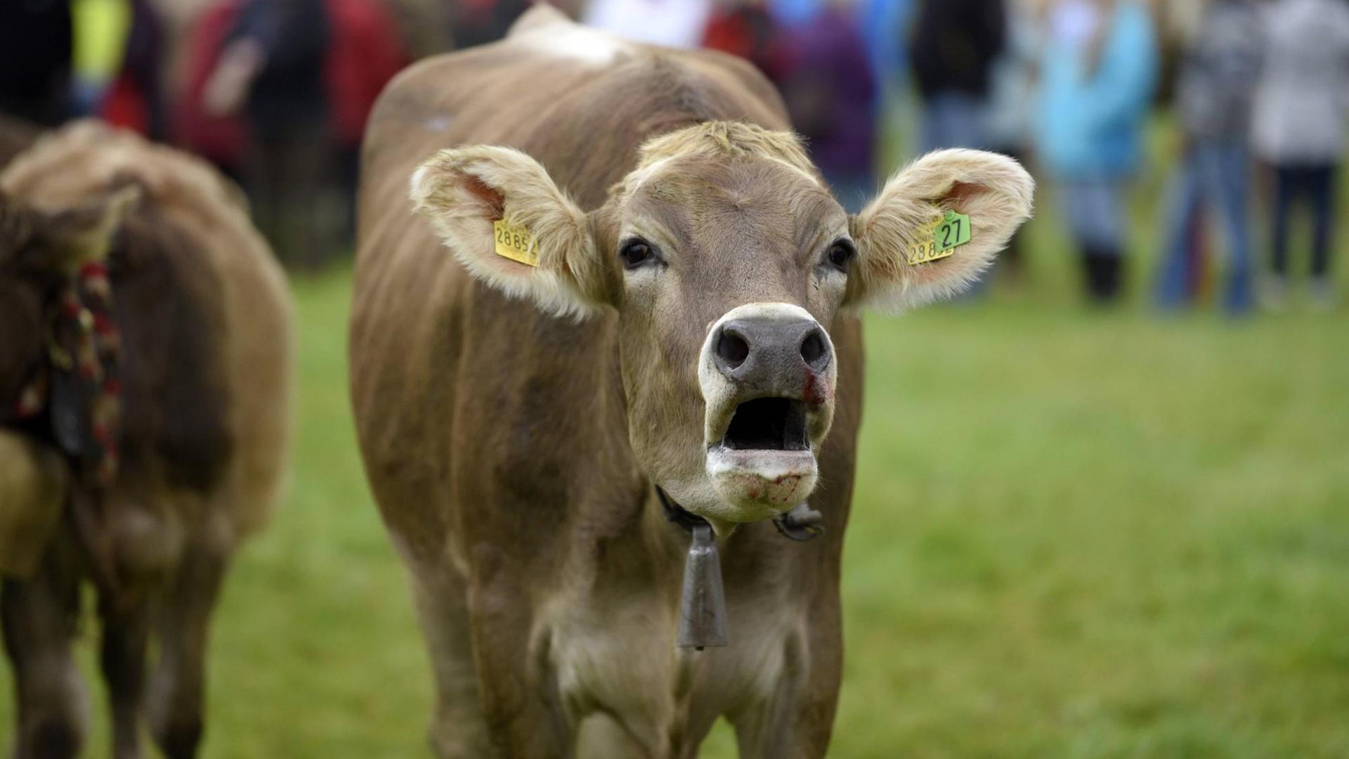 Eine muhende Kuh auf der Weide. Eine muhende Kuh auf der Weide.