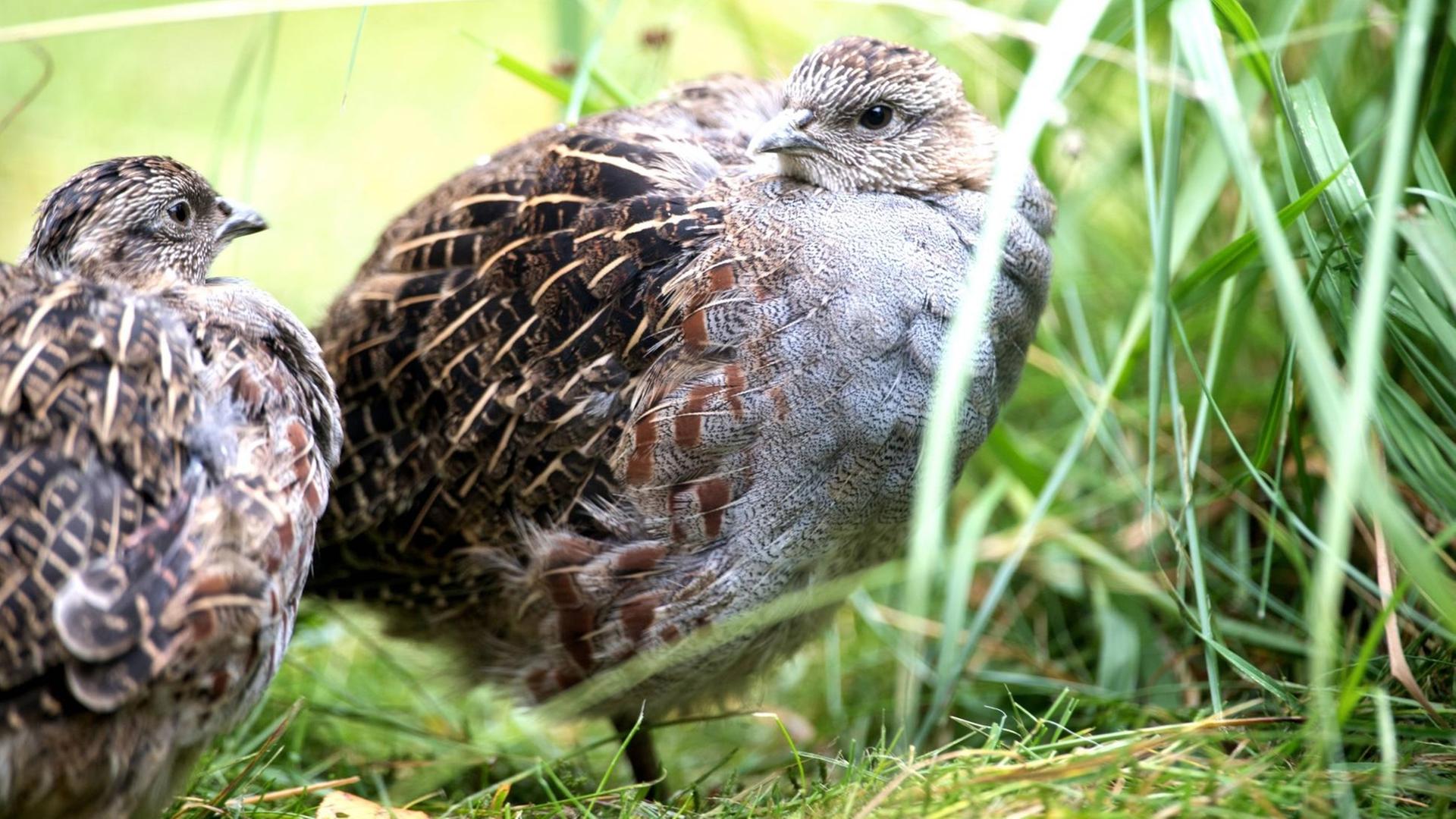 Zwei Rebhühner sitzen im Gras, im Unterholz. Zwei Rebhühner sitzen im Gras, im Unterholz.