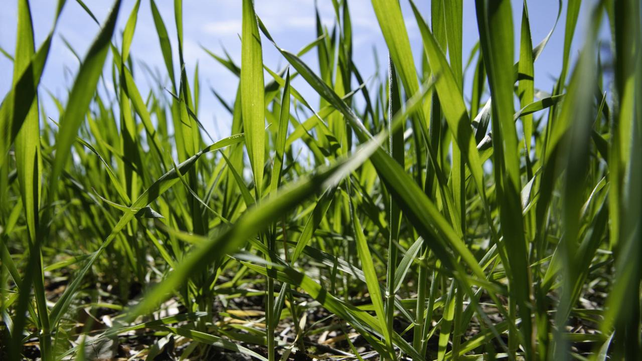 Frischer Weizen blüht im Frühling in Bayern, Deutschland auf einem grünen Feld. Frischer Weizen blüht im Frühling in Bayern, Deutschland auf einem grünen Feld.