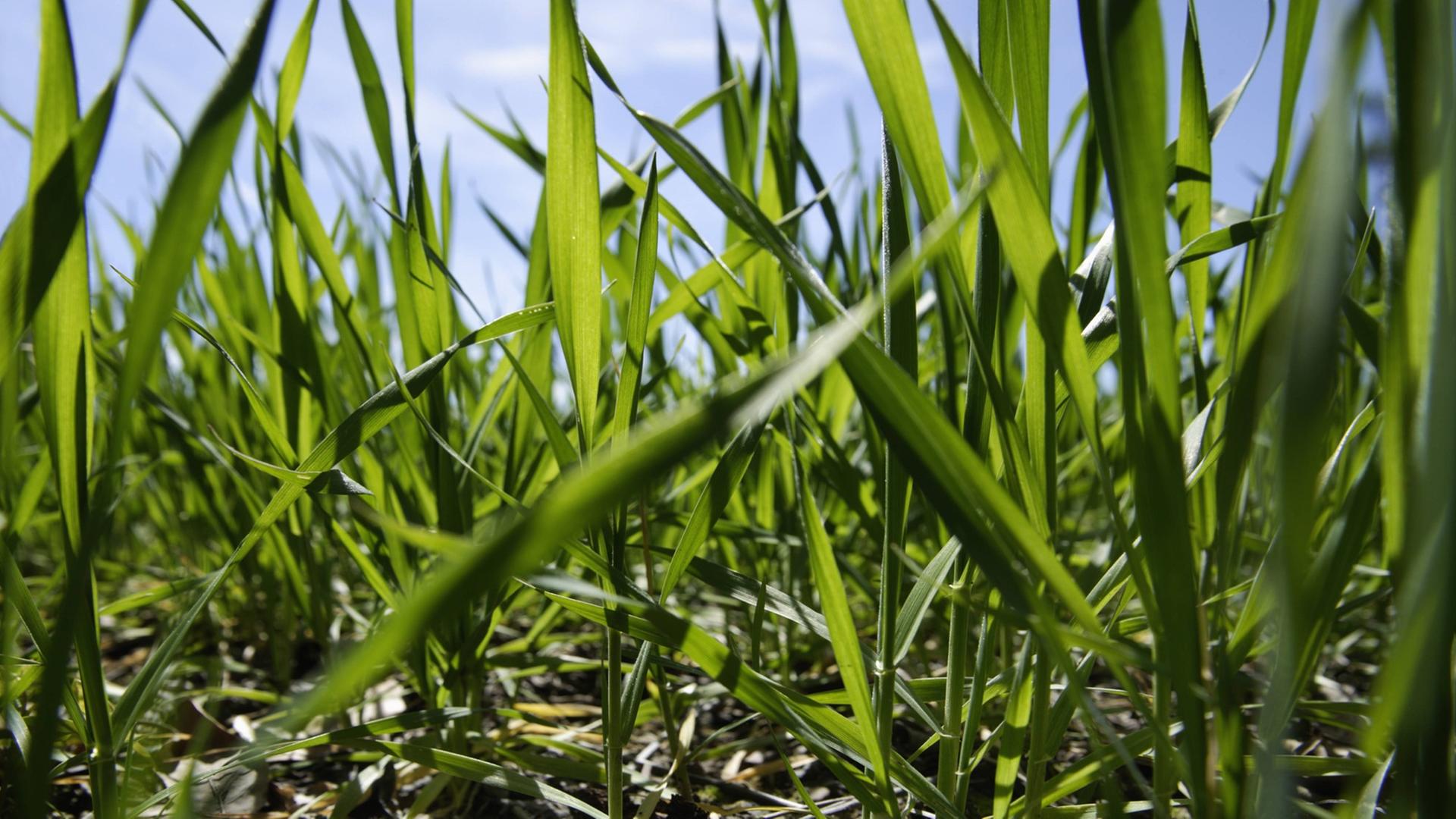 Frischer Weizen blüht im Frühling in Bayern, Deutschland auf einem grünen Feld. Frischer Weizen blüht im Frühling in Bayern, Deutschland auf einem grünen Feld.