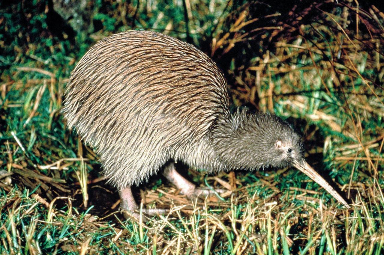 Ein ungewöhnlicher Vogel: der Kiwi, das Nationalsymbol Neuseelands. Der vom Aussterben bedrohte nachtaktive Vogel kommt nur in Neuseeland vor. Experten gehen davon aus, dass das Überleben der Kiwis nur mit Hilfe künstlicher Auzuchtstationen gesichert werden kann. Ein ungewöhnlicher Vogel: der Kiwi, das Nationalsymbol Neuseelands. Der vom Aussterben bedrohte nachtaktive Vogel kommt nur in Neuseeland vor. Experten gehen davon aus, dass das Überleben der Kiwis nur mit Hilfe künstlicher Auzuchtstationen gesichert werden kann.