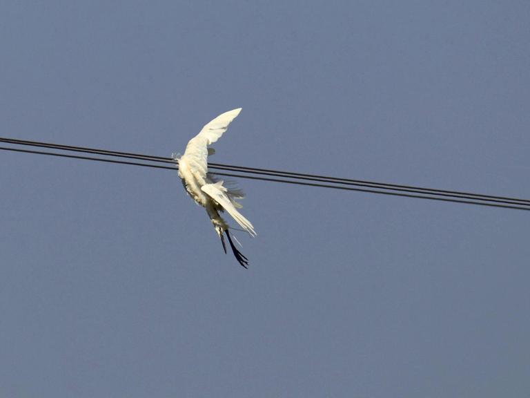 Weißer größerer Vogel hängt tot in einer Stromleitung