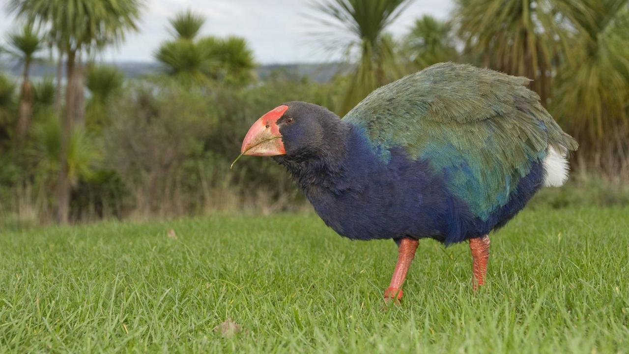 Südinseltakahē beim Fressen auf einer Weise. Südinseltakahē beim Fressen auf einer Weise.
